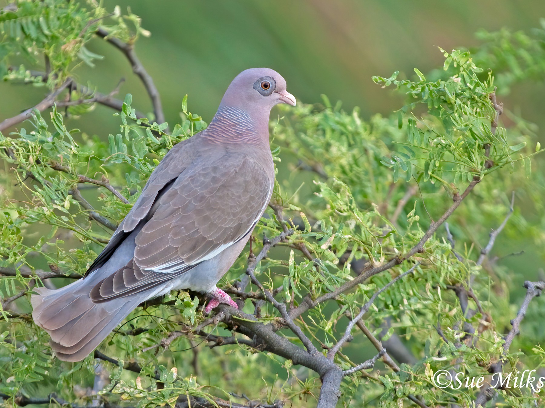 Bare-eyed Pigeon - Sue&Gary Milks