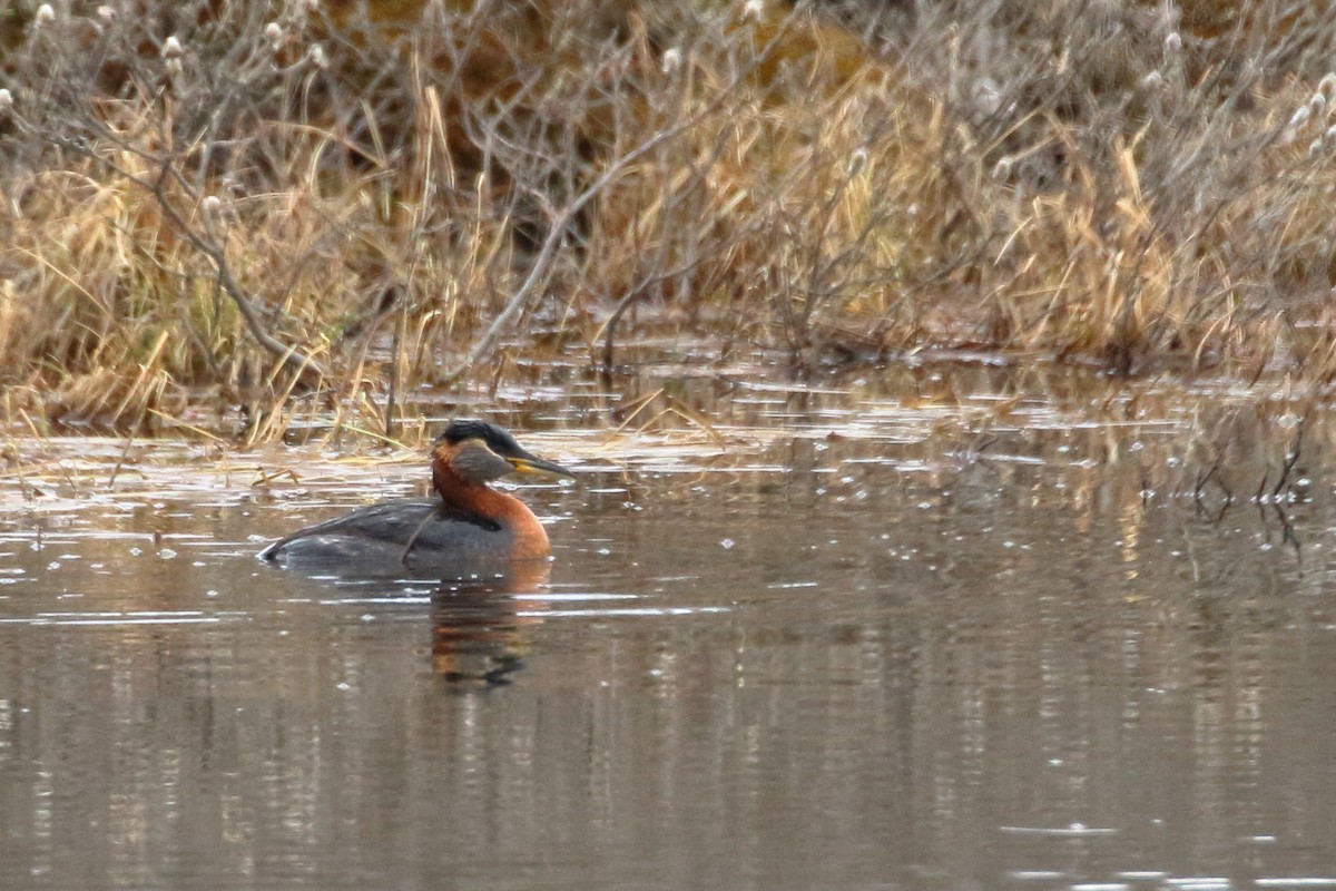 Red-necked Grebe - ML239439211