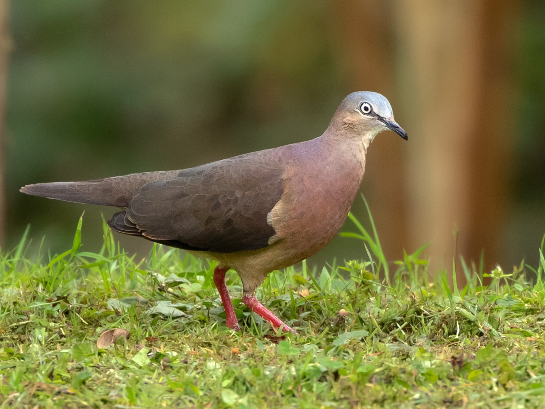 Tolima Dove Ebird