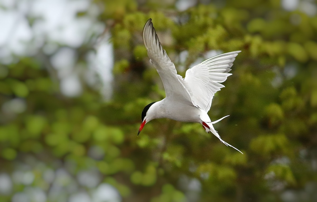 Common Tern - Phillip Odum