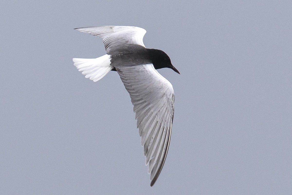 White-winged Tern - Victor Stoll