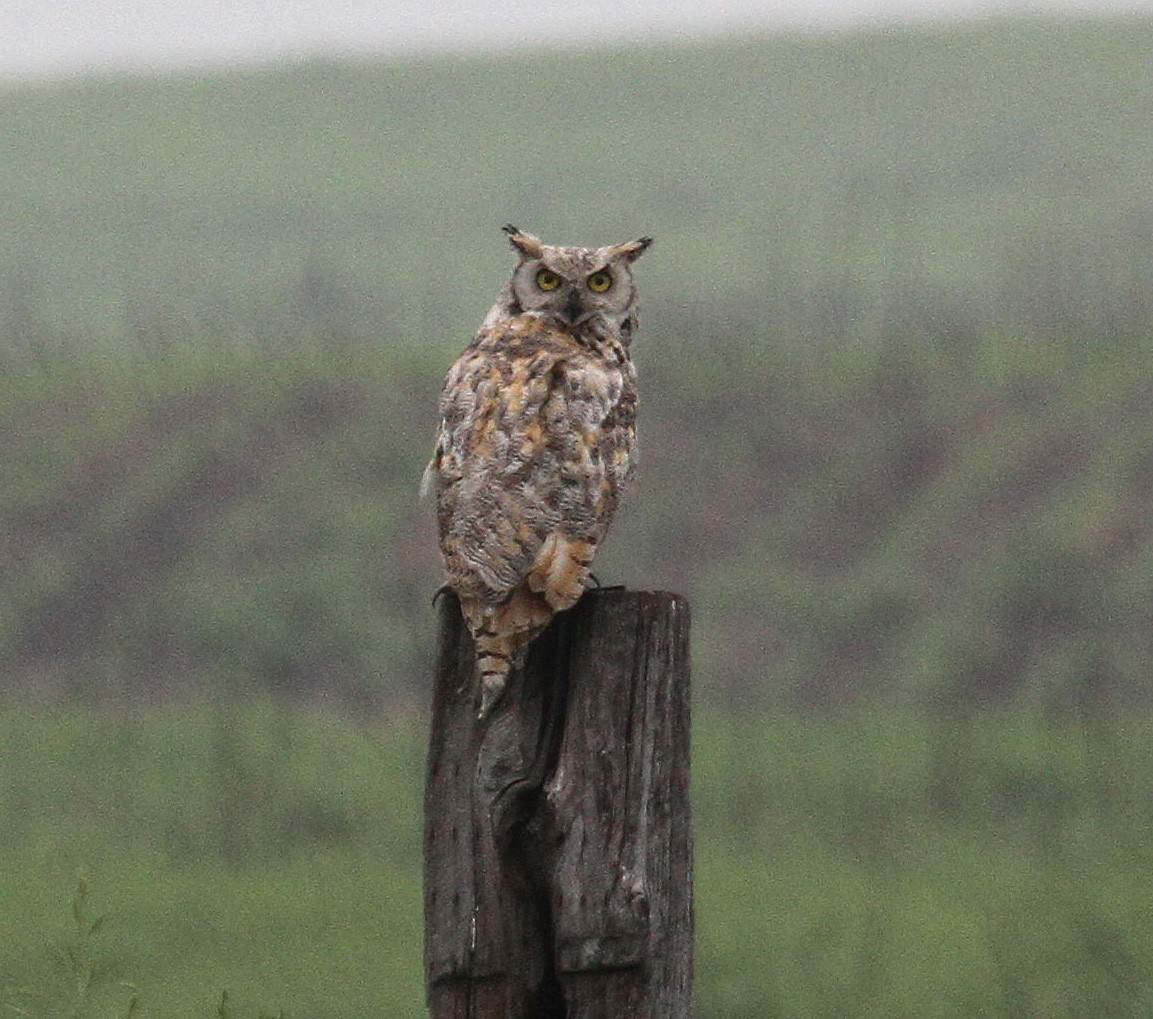 Great Horned Owl - ML239444531