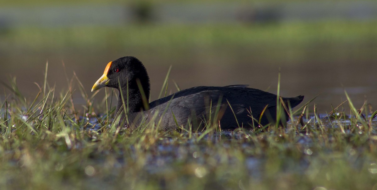 White-winged Coot - bruno hang