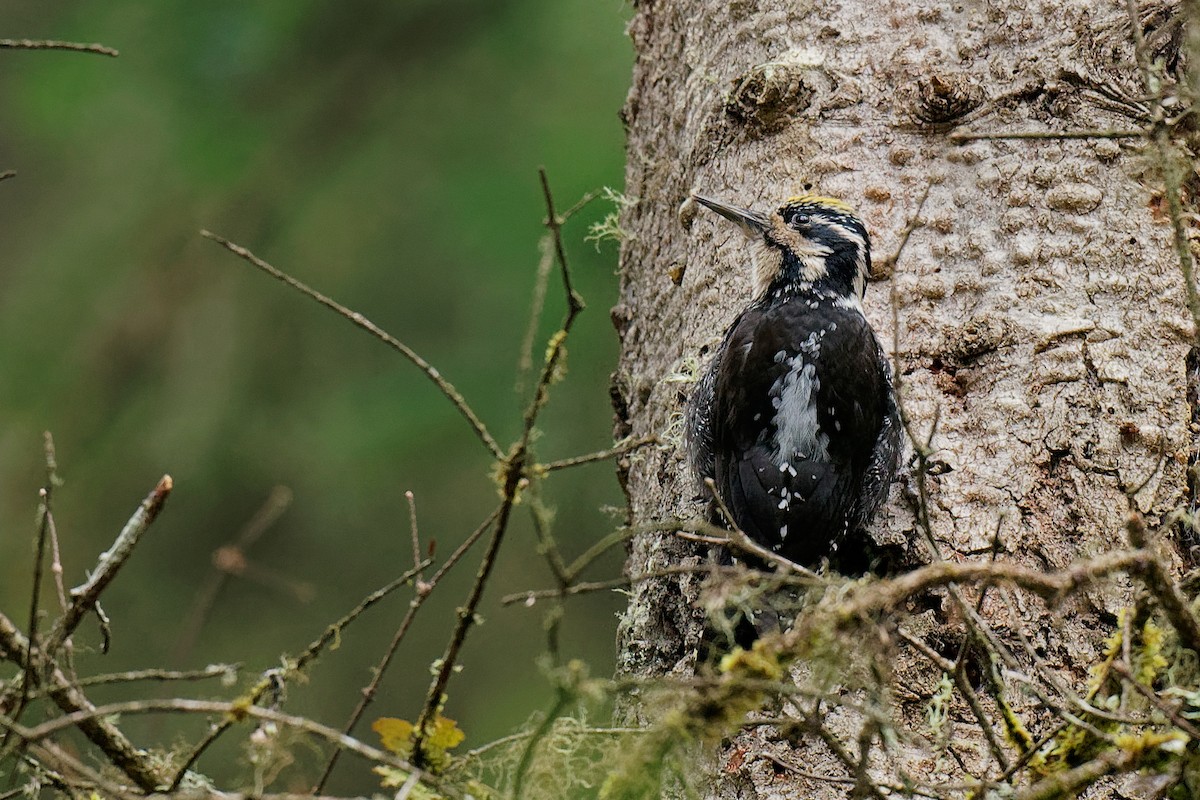 Eurasian Three-toed Woodpecker (Dark-bodied) - ML239447961