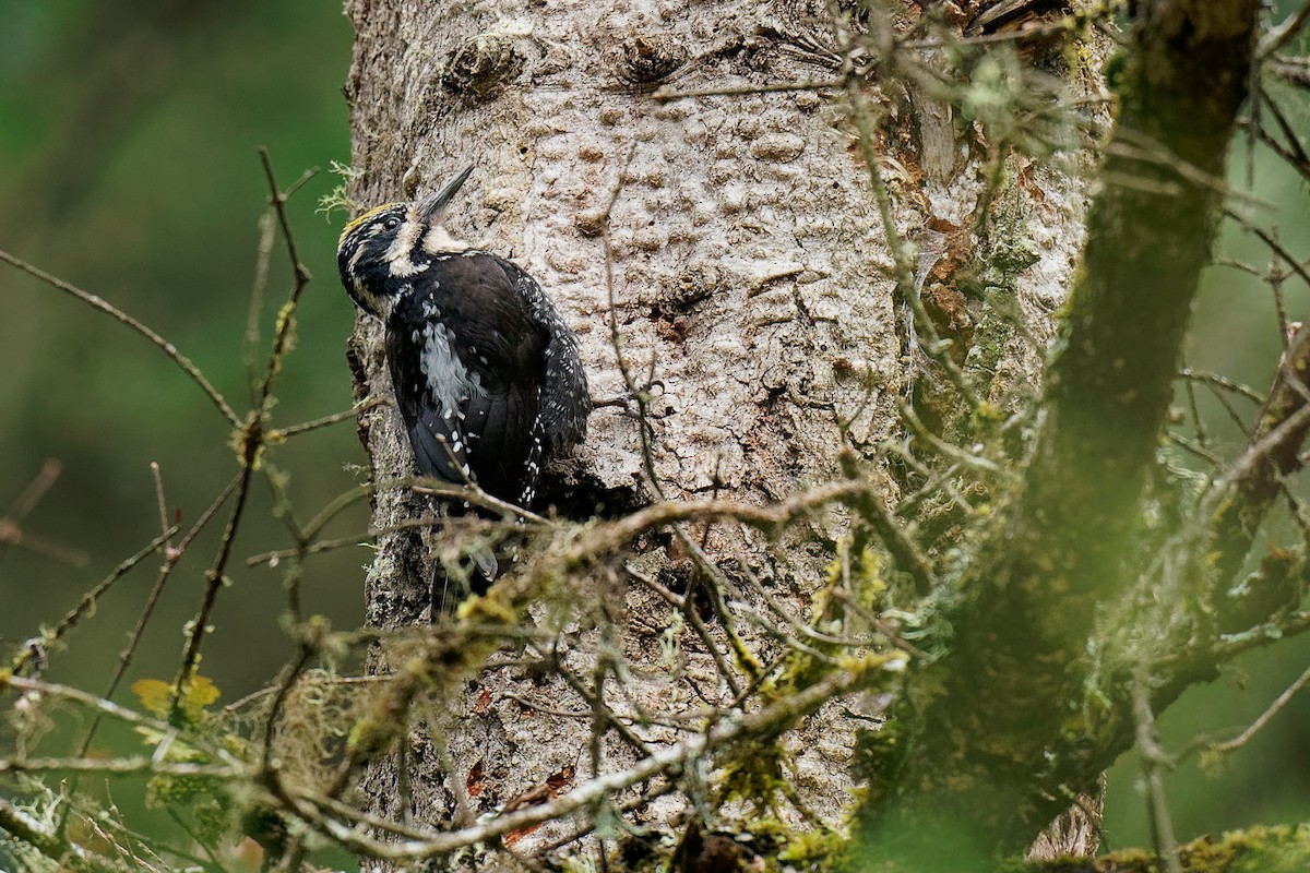 Eurasian Three-toed Woodpecker (Dark-bodied) - ML239447981