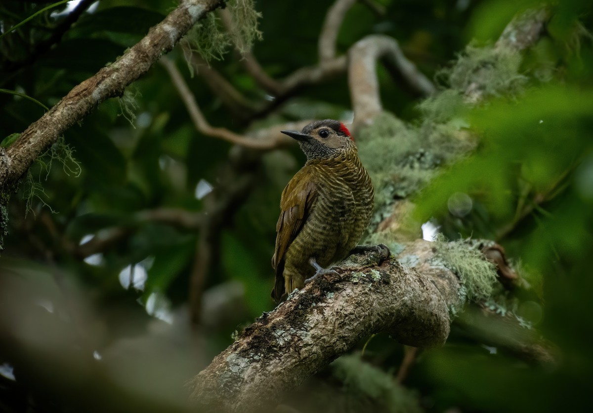 Golden-olive Woodpecker - ML239448381