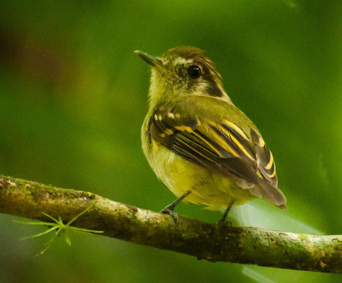 Sepia-capped Flycatcher - ML239449731