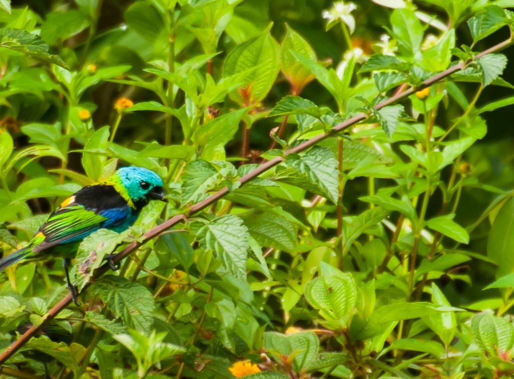 Green-headed Tanager - ML239449911