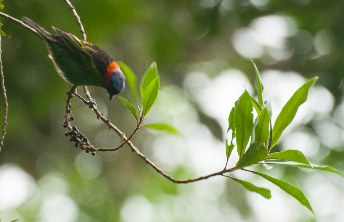Red-necked Tanager - ML239449951