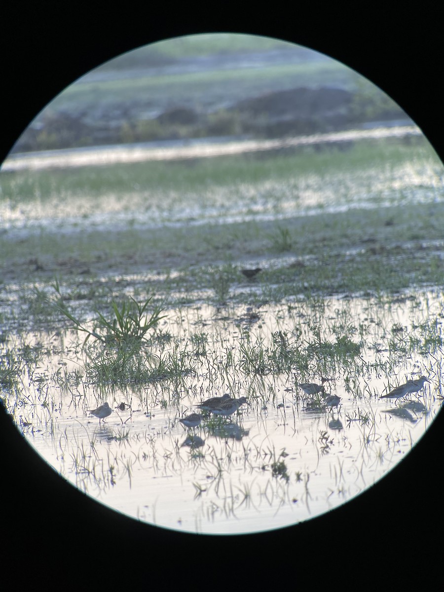 White-rumped Sandpiper - Soule Mary