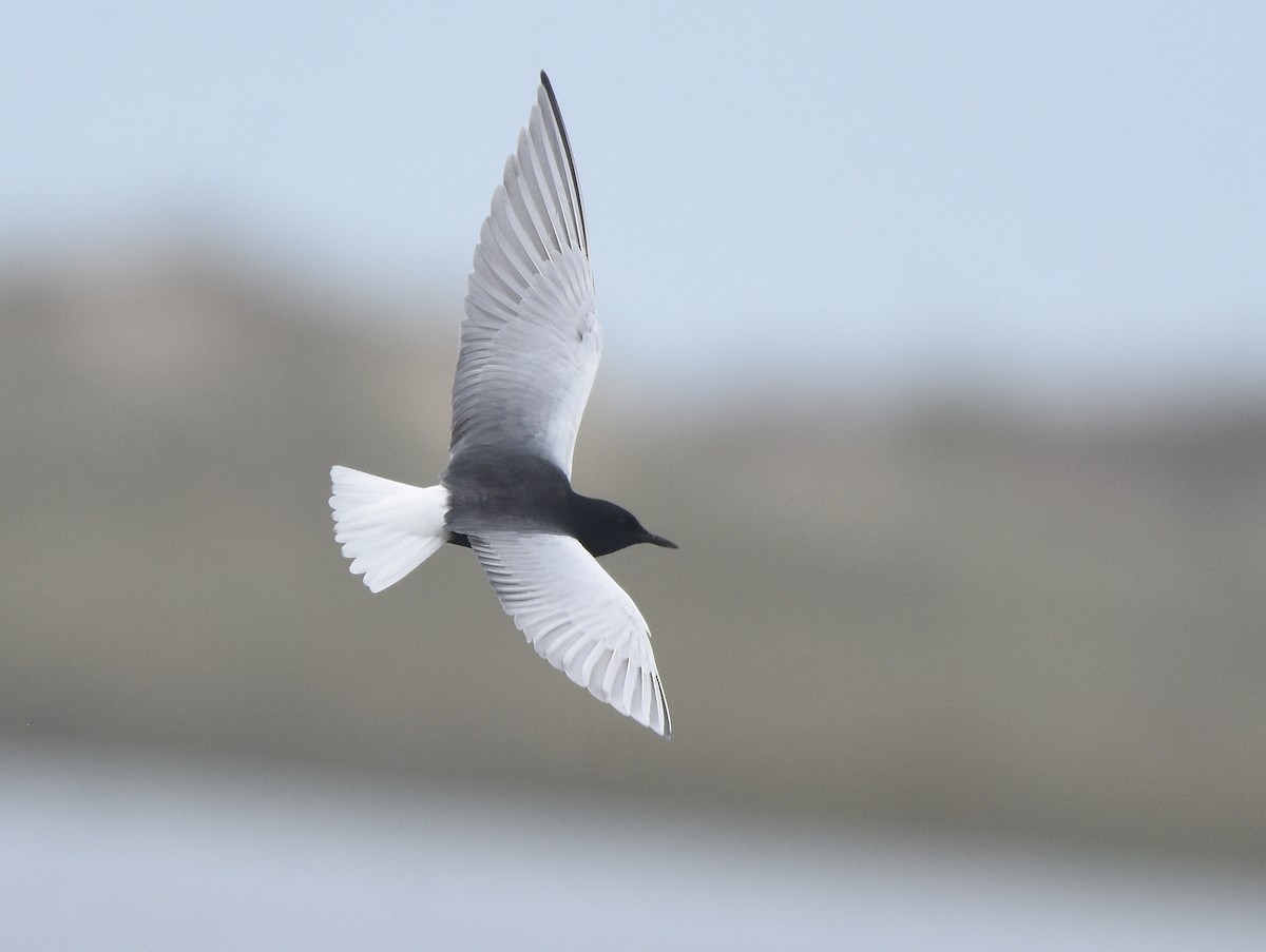 White-winged Tern - Christopher Lindsey