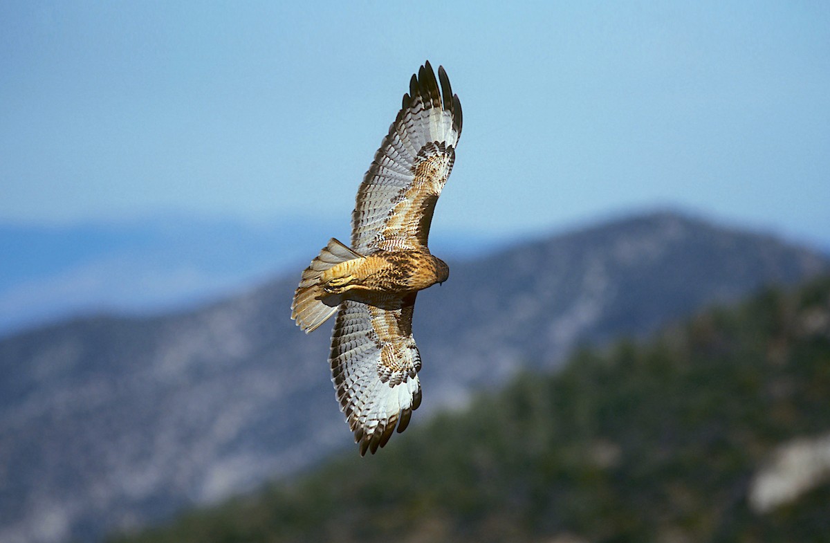Red-tailed Hawk (calurus/alascensis) - ML239453321