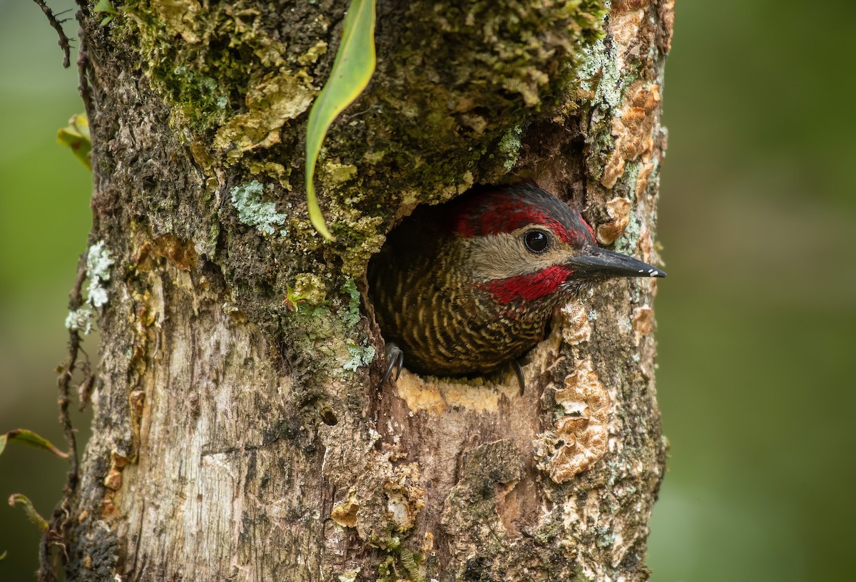 Golden-olive Woodpecker - ML239453691