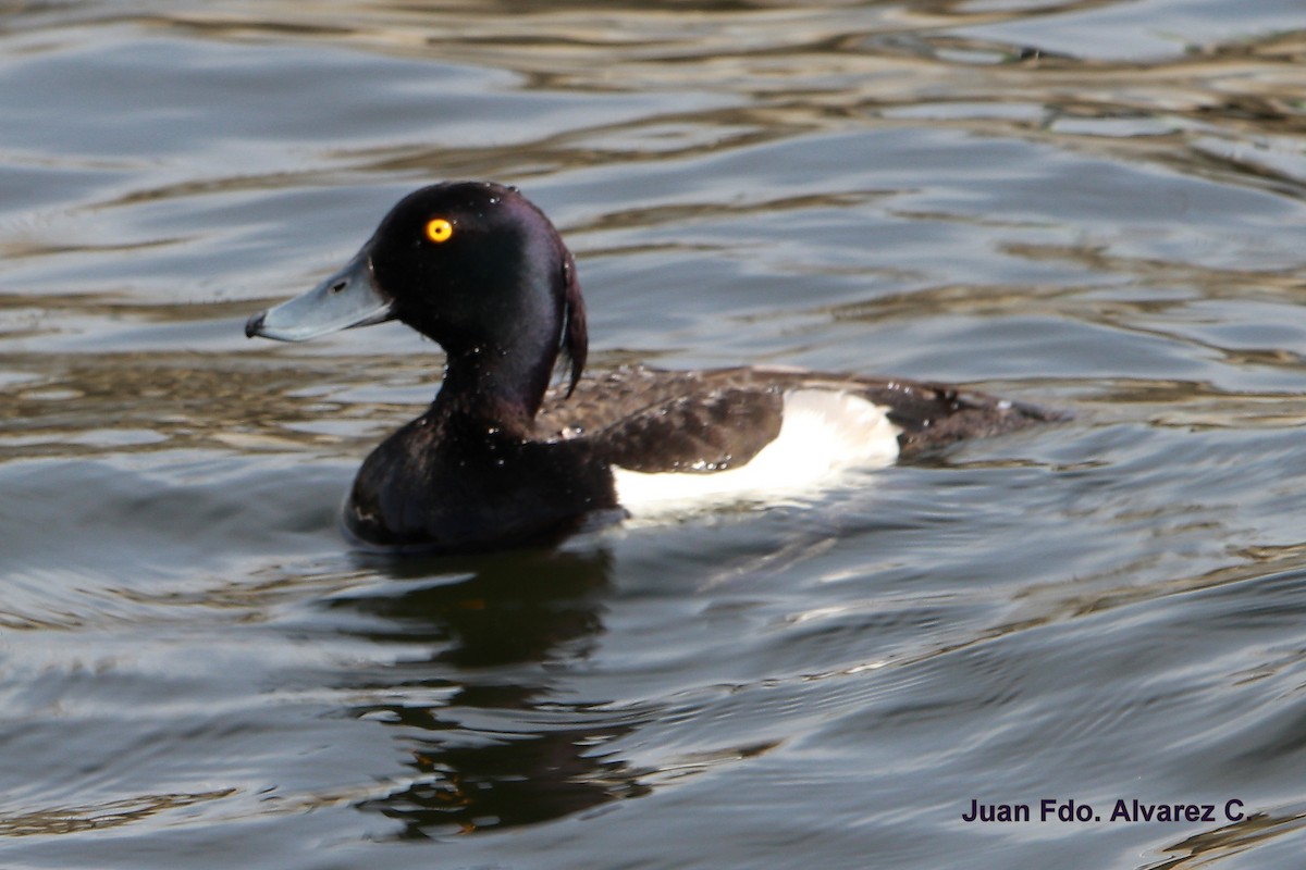 Tufted Duck - ML239459071
