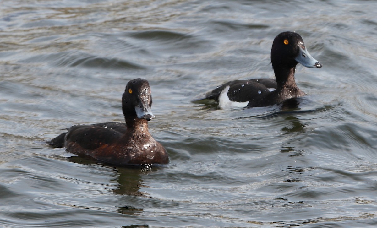 Tufted Duck - ML239459521