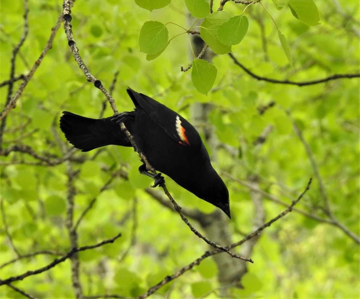 Red-winged Blackbird - ML239461821
