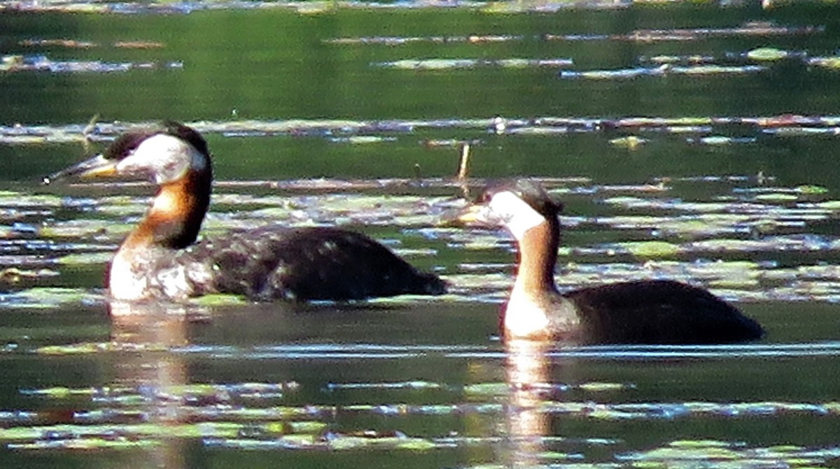 Red-necked Grebe - Bea Harrison