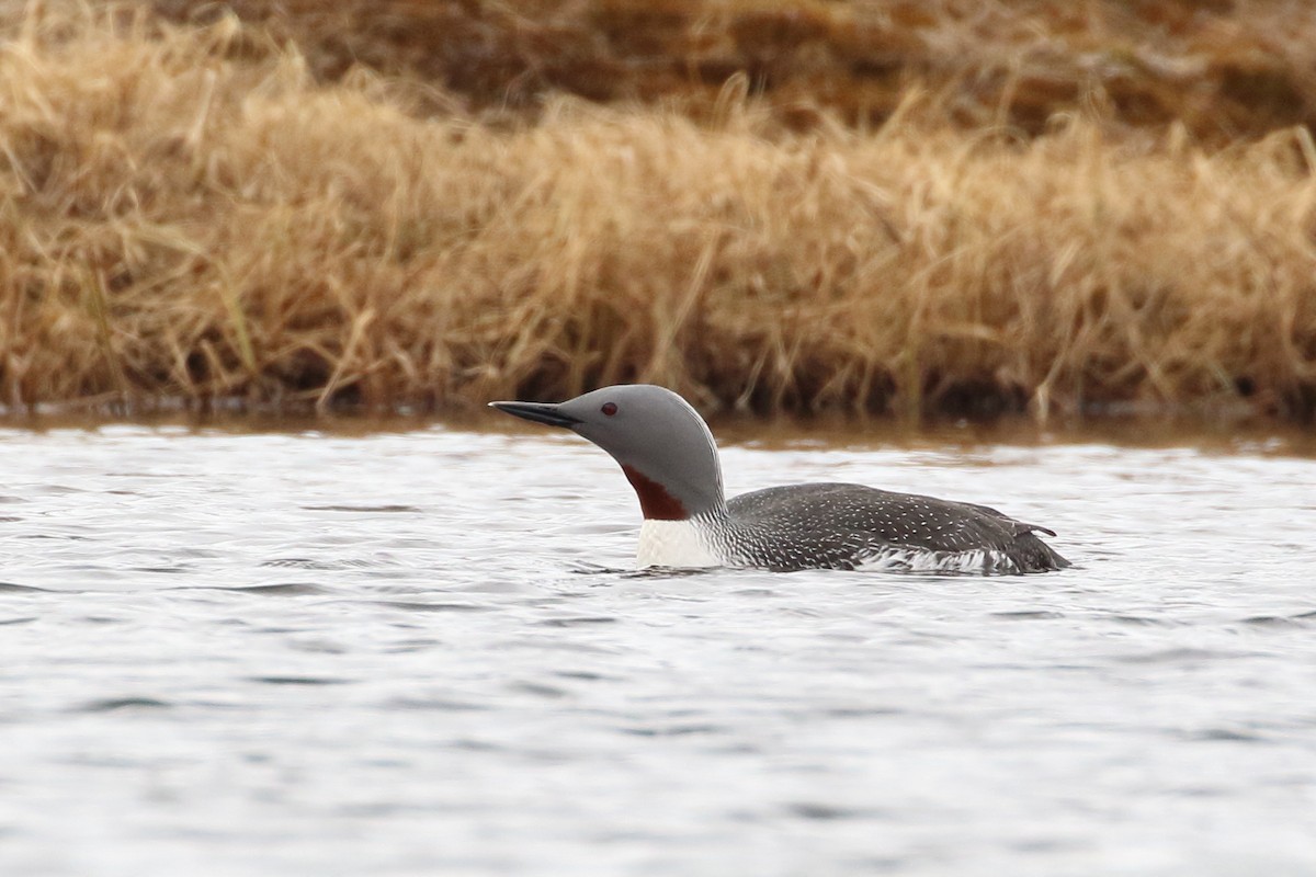 Red-throated Loon - ML239463951