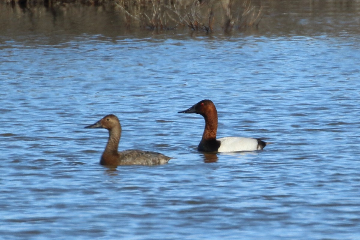 Canvasback - Seth Beaudreault