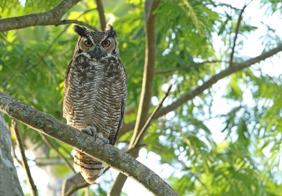 Great Horned Owl - Luke Seitz