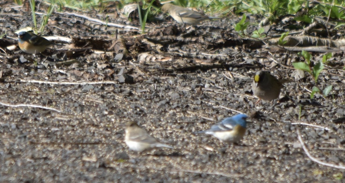 Golden-crowned Sparrow - ML239468561