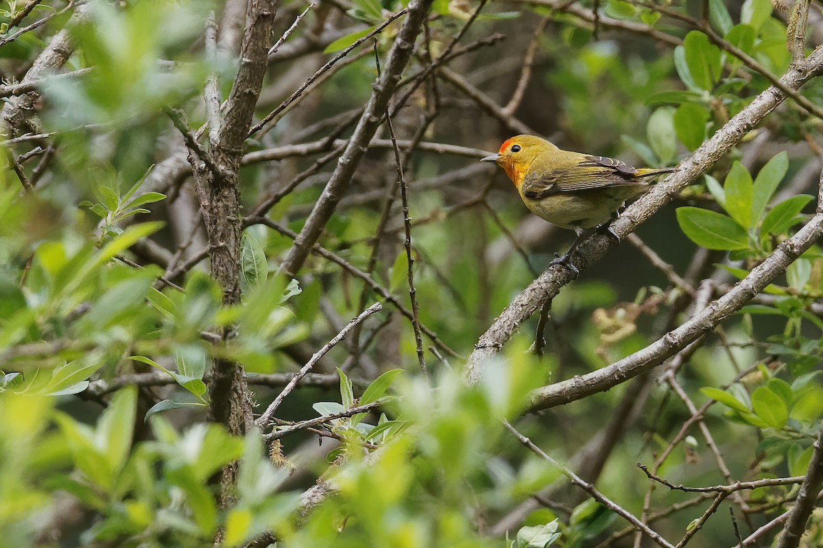 Fire-capped Tit - ML239469201