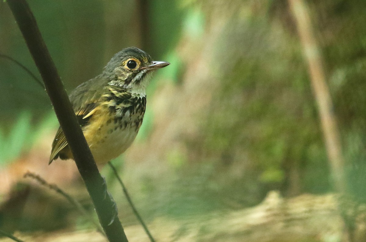 Spotted Antpitta - ML23946961