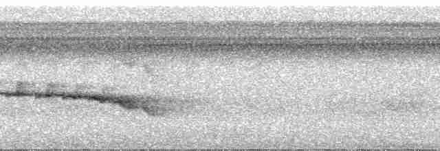 Chestnut-tailed Antbird (hemimelaena) - ML23947