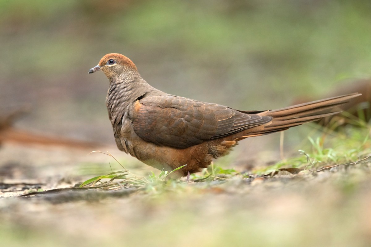 Brown Cuckoo-Dove - ML239474221