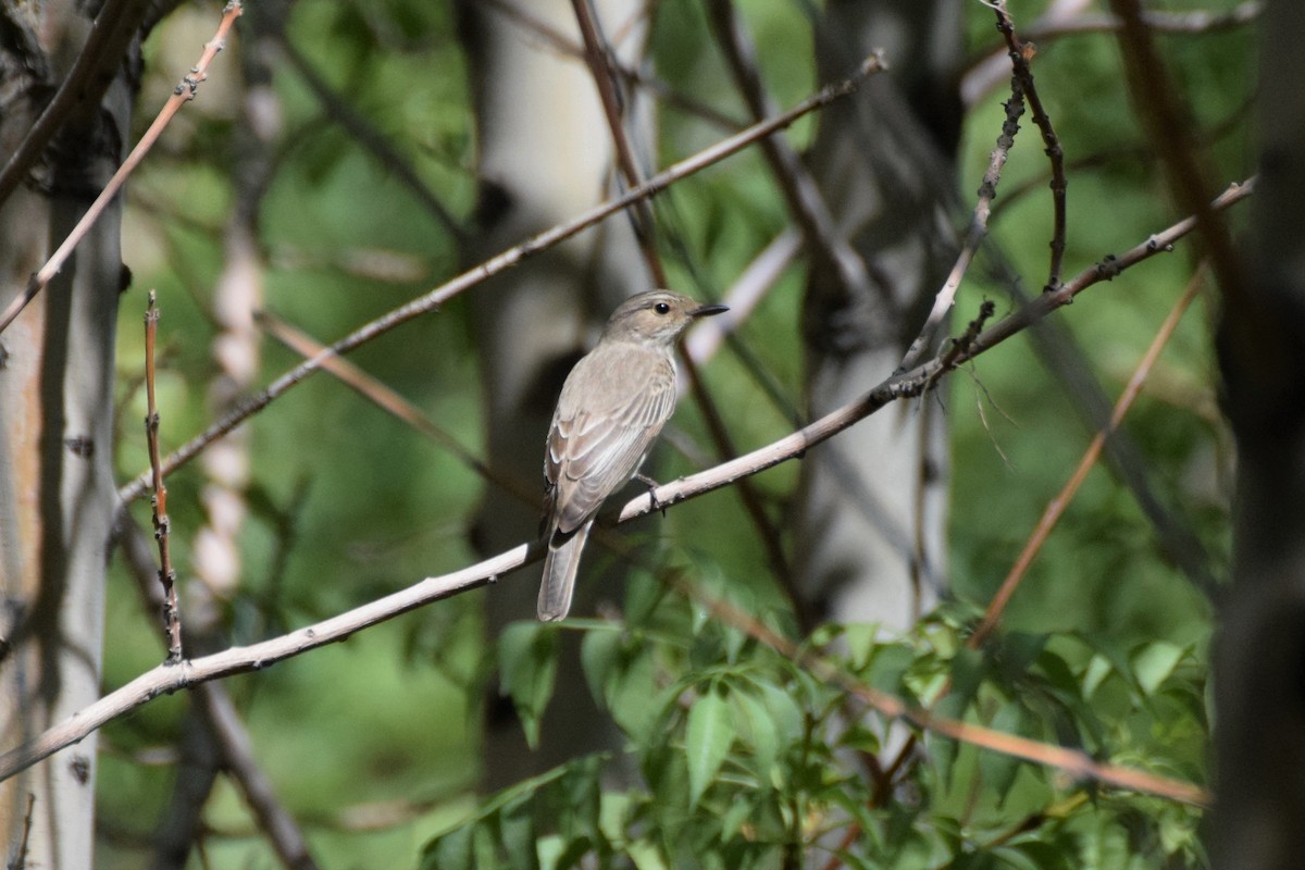 Spotted Flycatcher - Andy Zhang