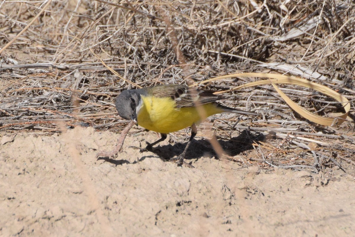 Western Yellow Wagtail - Andy Zhang