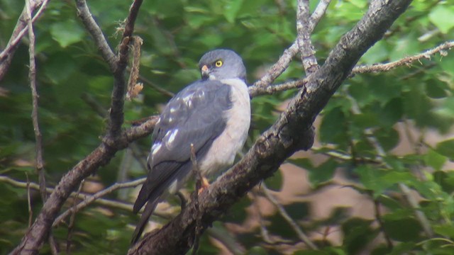 Chinese Sparrowhawk - ML239484741