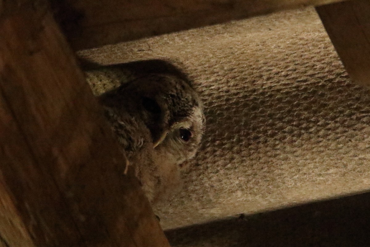 Tawny Owl - Lorenzo  Bruscaggin
