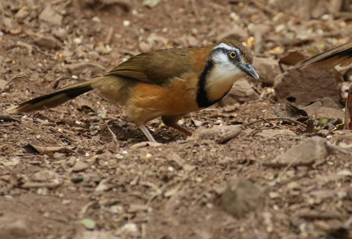 Lesser Necklaced Laughingthrush - ML239490351