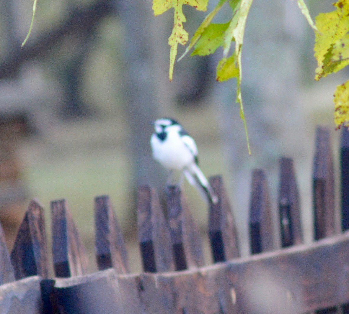 African Pied Wagtail - ML239491021