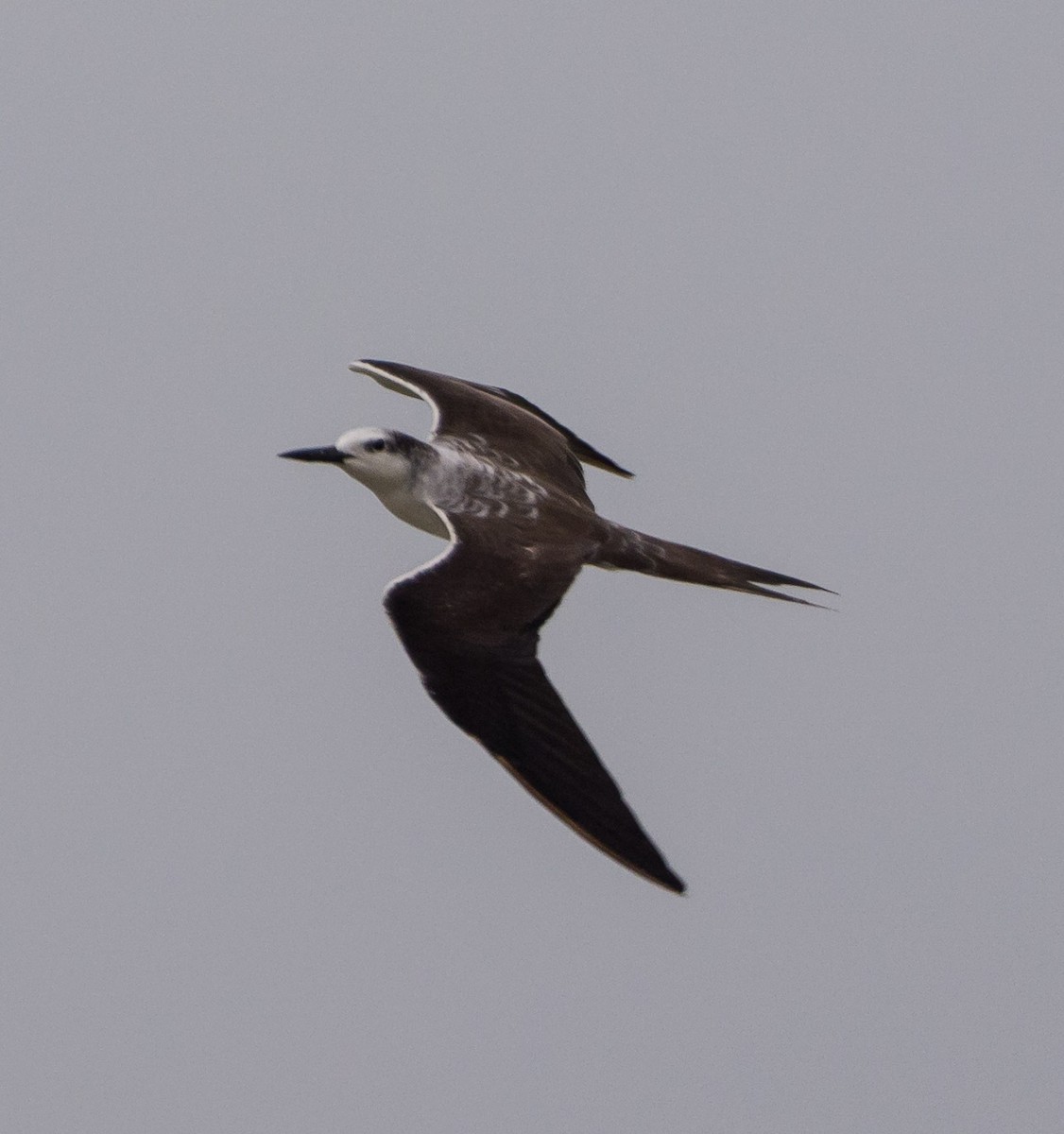 Bridled Tern - SWARUP SAHA