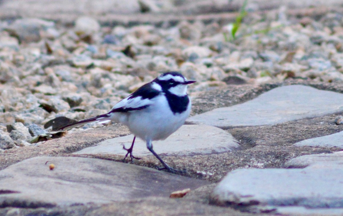 African Pied Wagtail - ML239491971