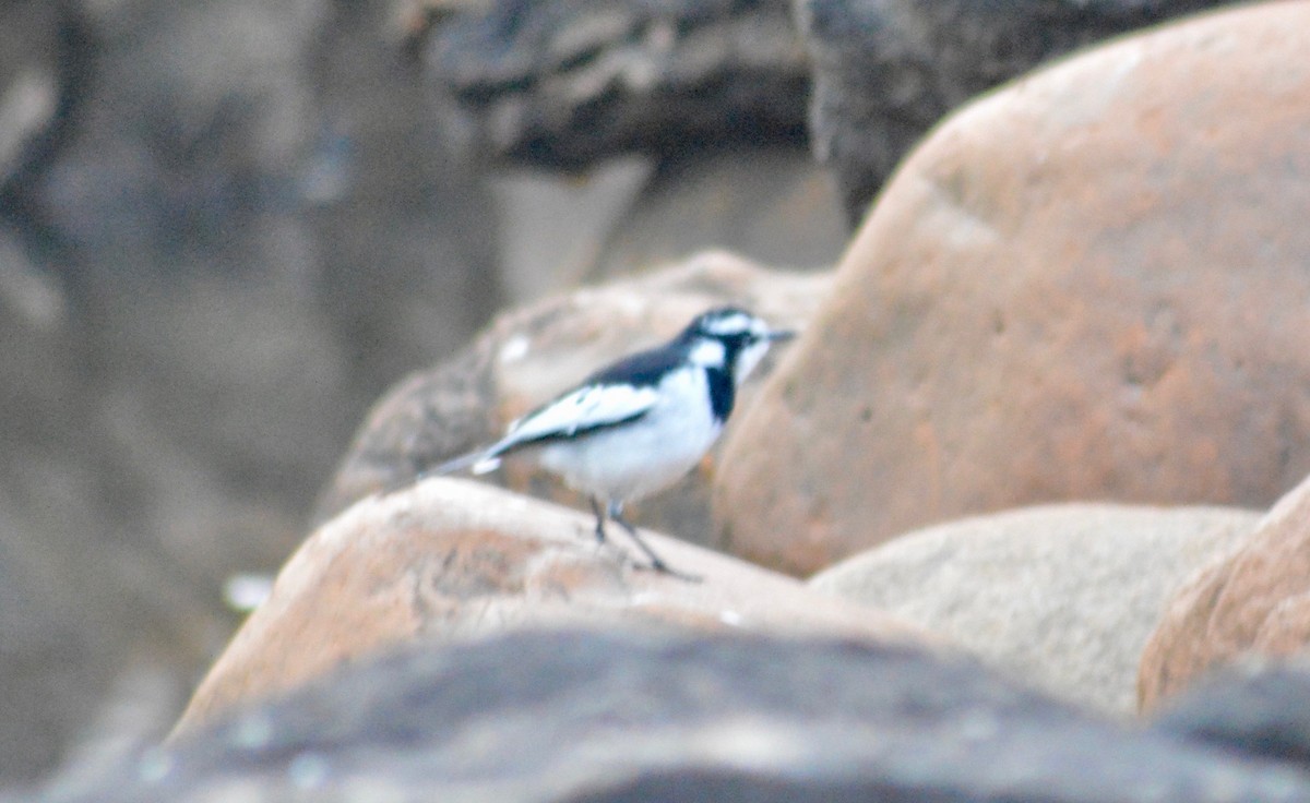African Pied Wagtail - ML239492701
