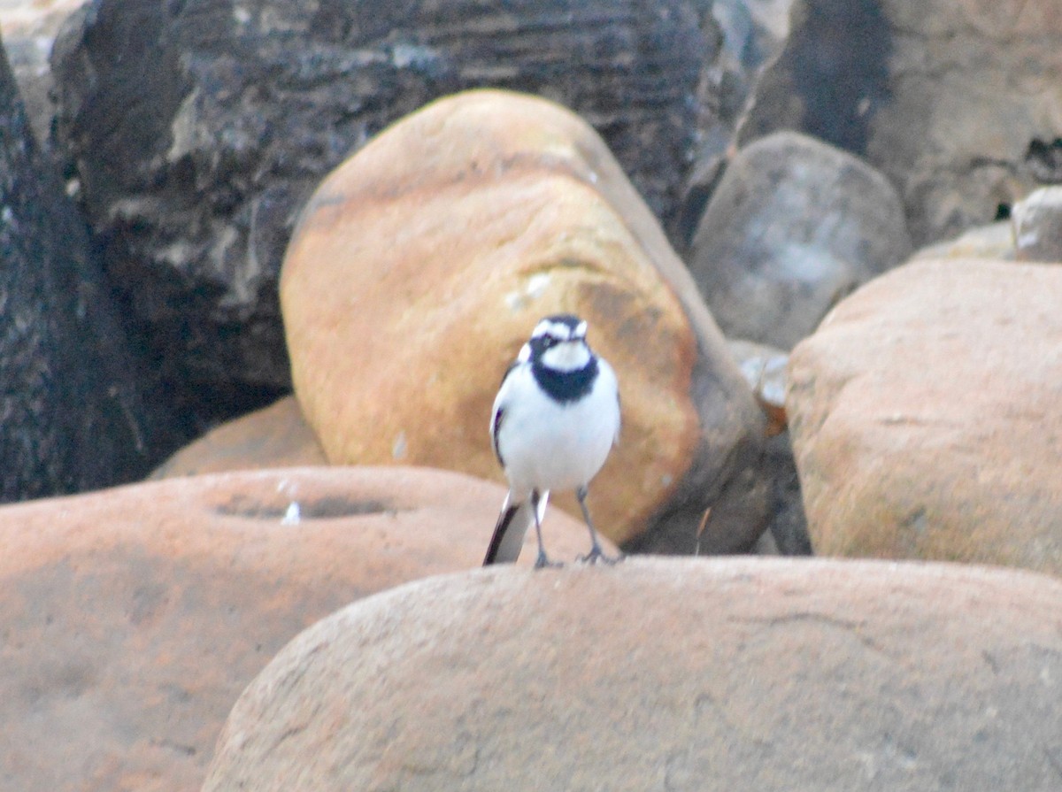African Pied Wagtail - ML239493171