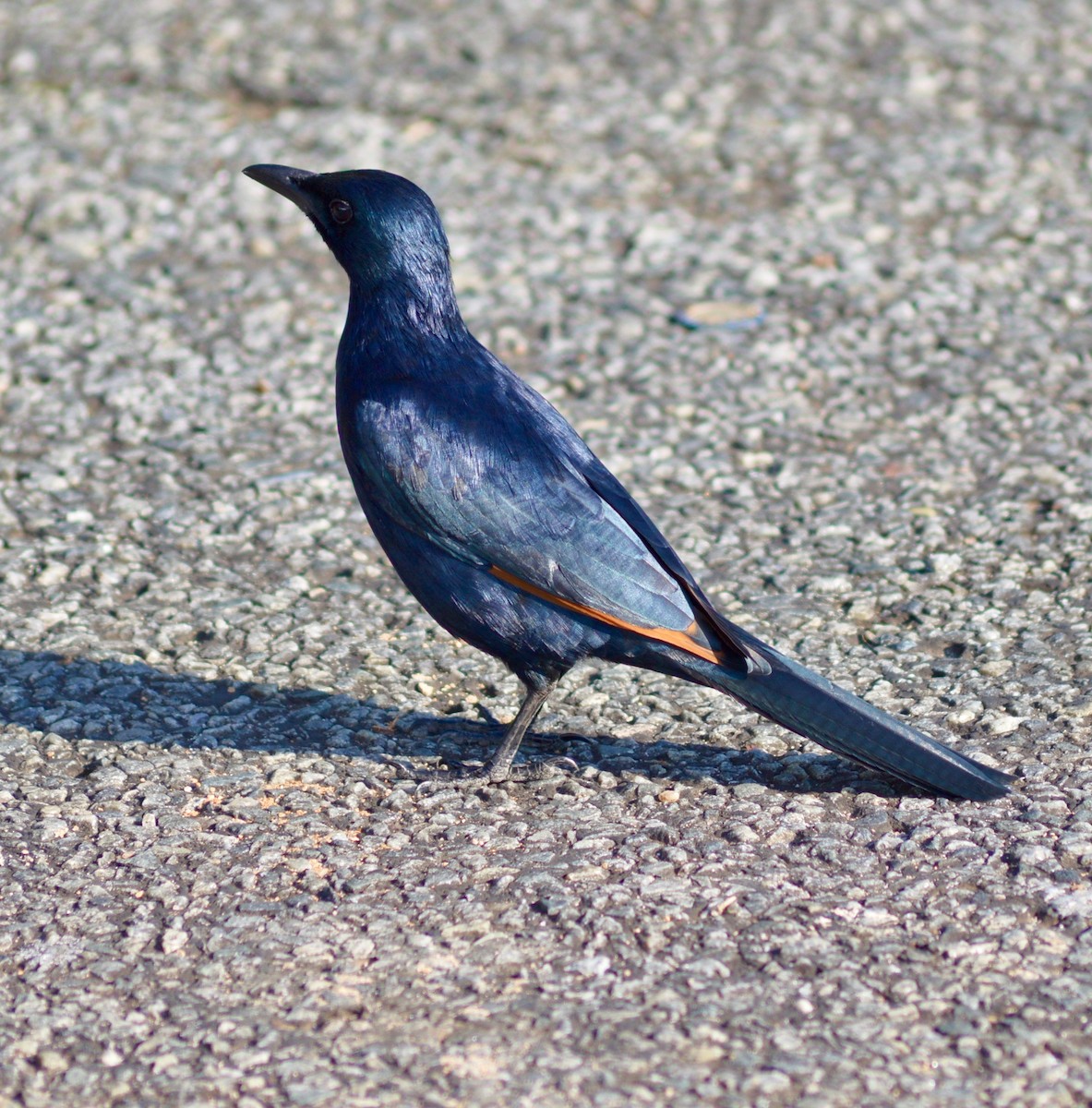 Red-winged Starling - ML239495881