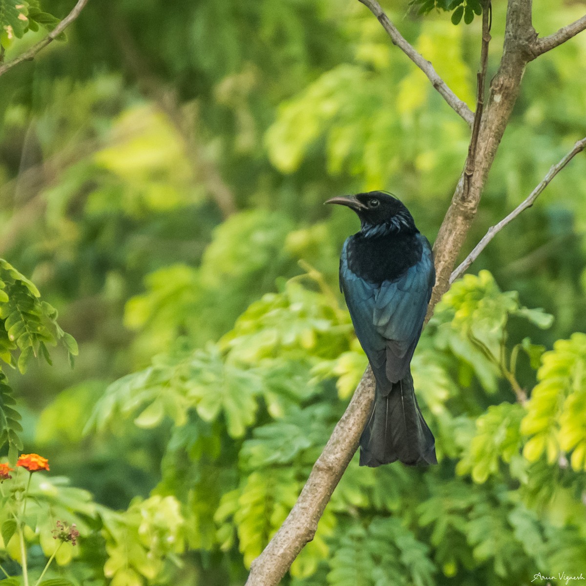 Hair-crested Drongo - ML239495971