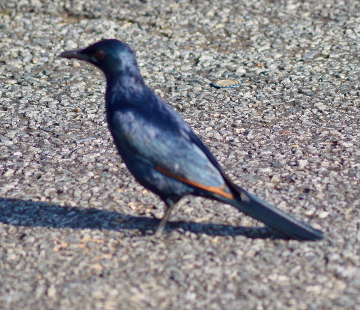 Red-winged Starling - ML239495981