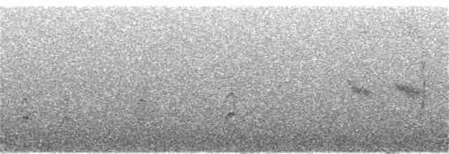 Perlenkehl-Ameisenschlüpfer - ML239498901