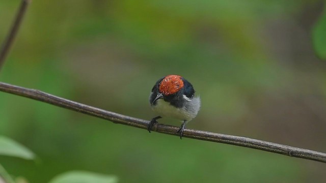 Scarlet-backed Flowerpecker - ML239501851