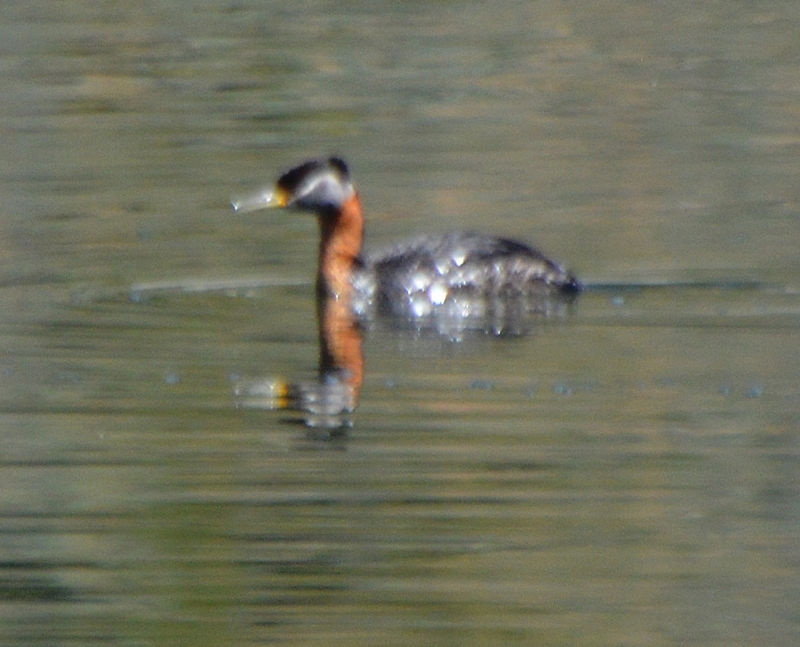 Red-necked Grebe - ML239503931