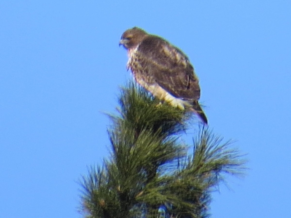 Red-tailed Hawk - ML23950821