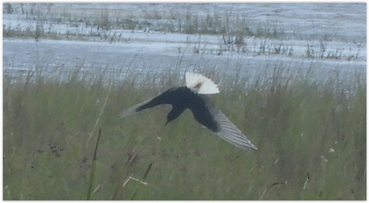 White-winged Tern - ML239510661