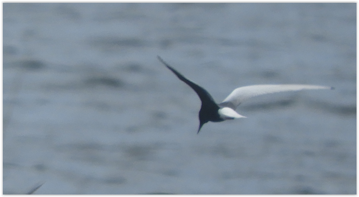 White-winged Tern - ML239510701