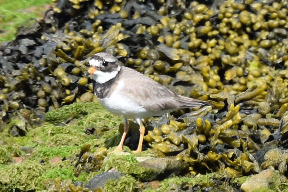 Common Ringed Plover - ML239516951