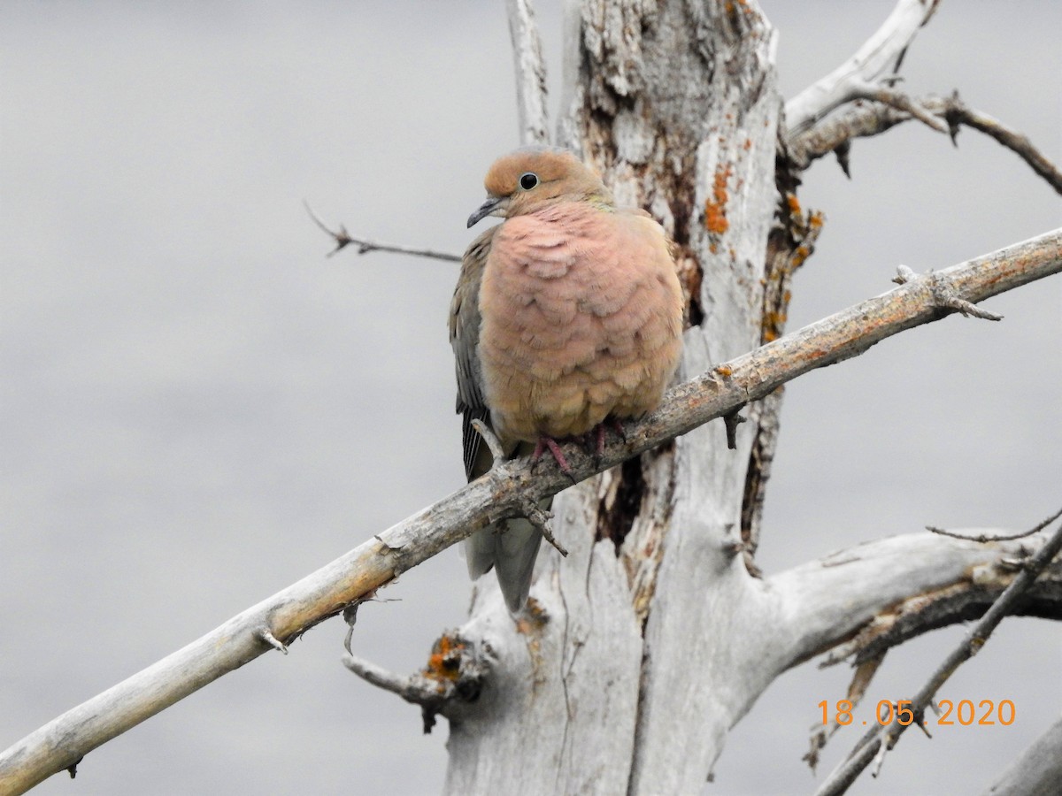 Eurasian Collared-Dove - dave haupt